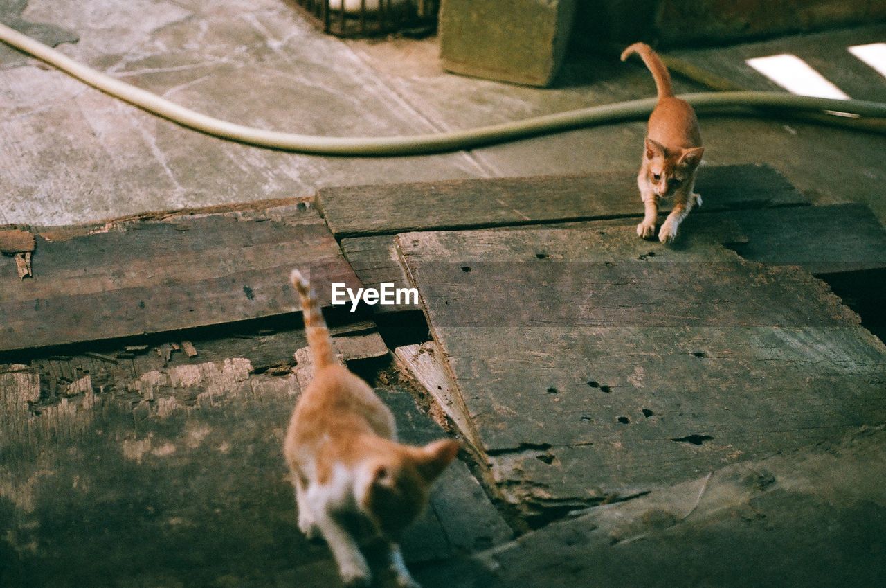 HIGH ANGLE VIEW OF A DOG ON THE WALL