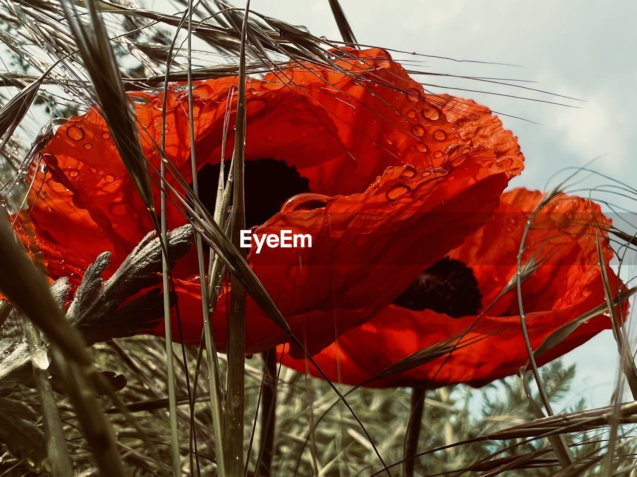 red, flower, plant, nature, leaf, sky, no people, day, growth, beauty in nature, low angle view, outdoors, autumn, close-up, cloud, poppy, tree, environment