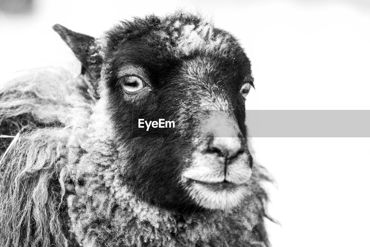 animal themes, animal, mammal, one animal, sheep, domestic animals, pet, black and white, livestock, portrait, animal body part, close-up, animal head, monochrome photography, looking at camera, no people, goat-antelope, monochrome, focus on foreground, animal wildlife, looking, day, bighorn, nature