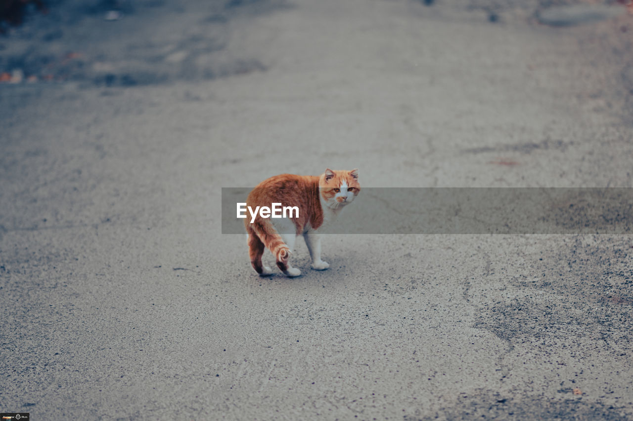 VIEW OF A CAT ON STREET