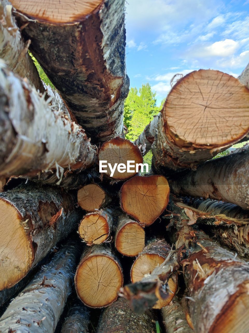 Close-up of logs