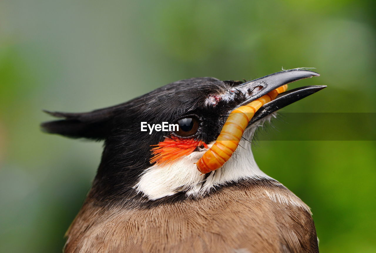 Close-up of a bird looking away