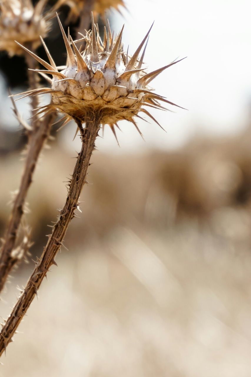 CLOSE-UP OF WHITE FLOWERS AGAINST BLURRED BACKGROUND