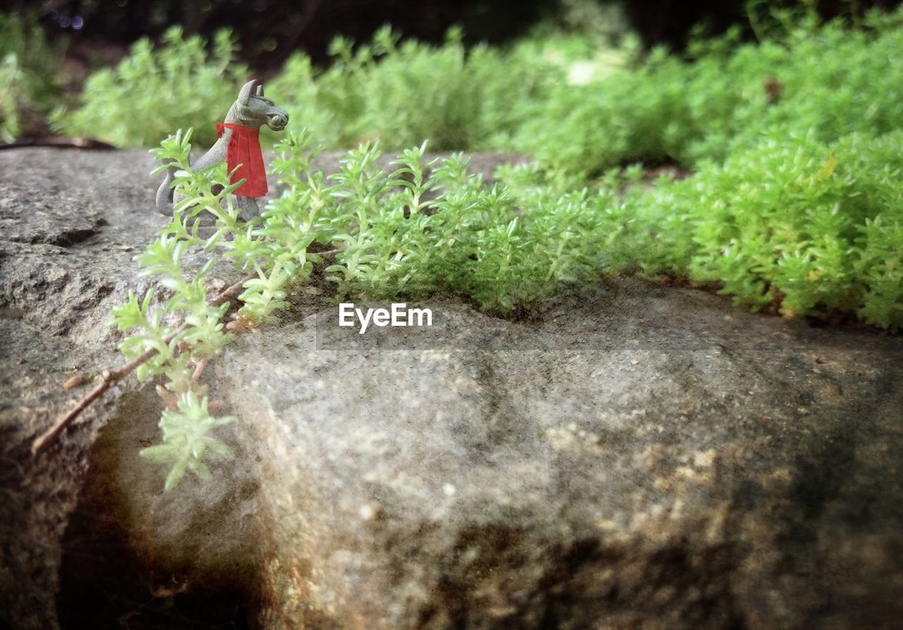 PLANT GROWING ON ROCK