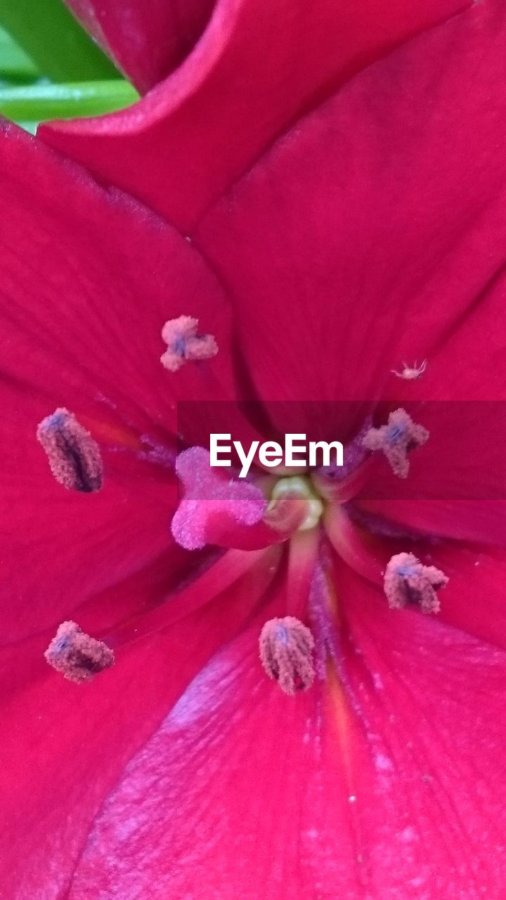 FULL FRAME SHOT OF PINK FLOWER