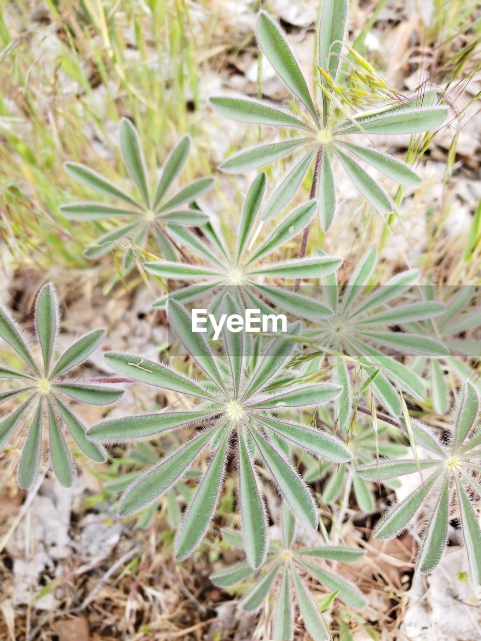 HIGH ANGLE VIEW OF PLANTS ON FIELD