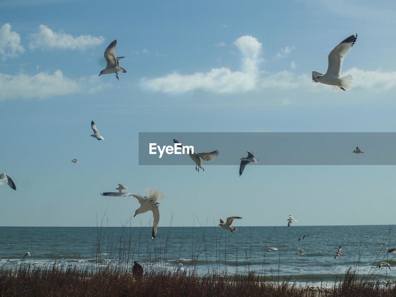 Seagulls flying over sea