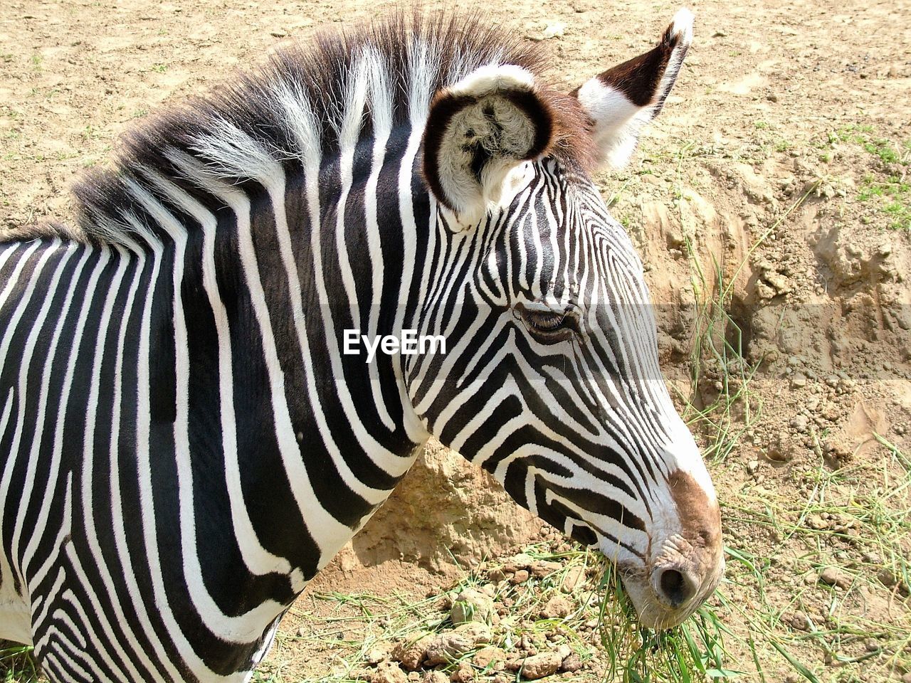 Close-up of zebra standing outdoors