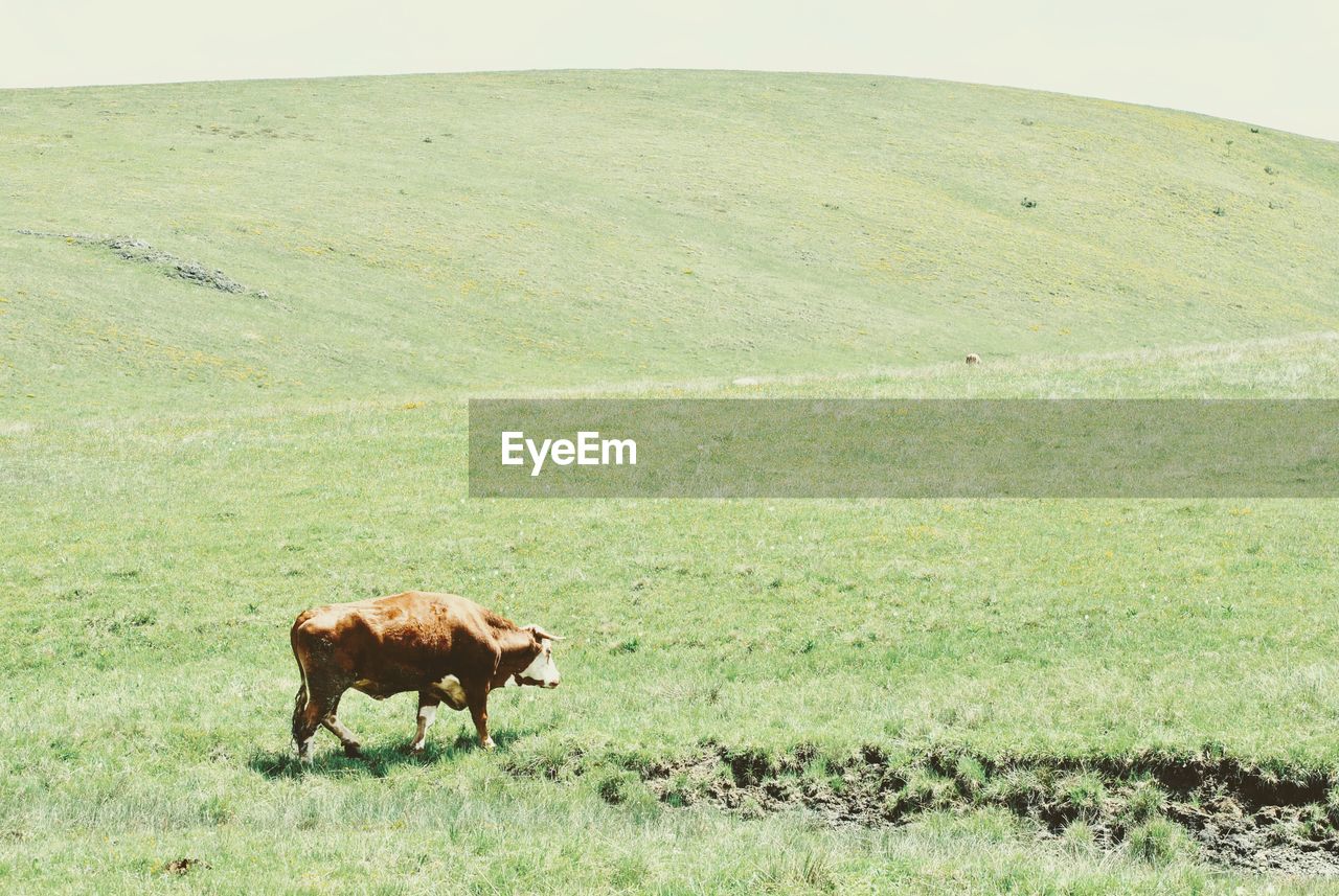 COW GRAZING IN THE FIELD