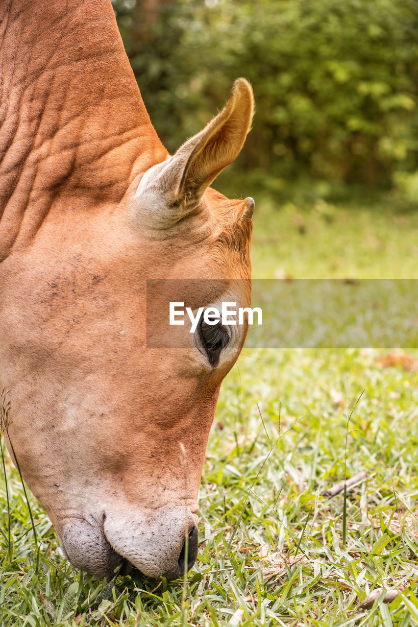 CLOSE-UP OF A HORSE IN THE FIELD