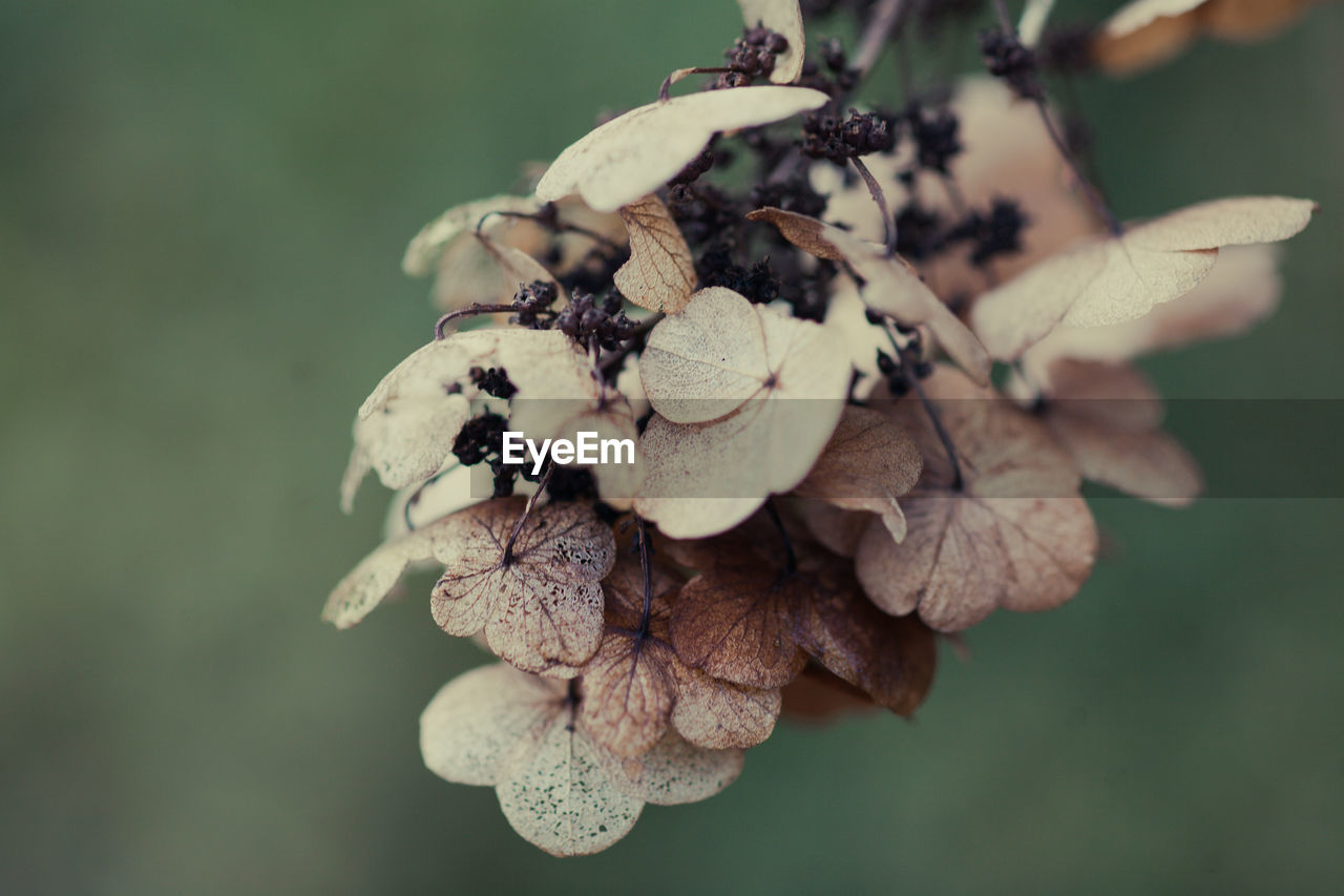 Close-up of dry hydrangea
