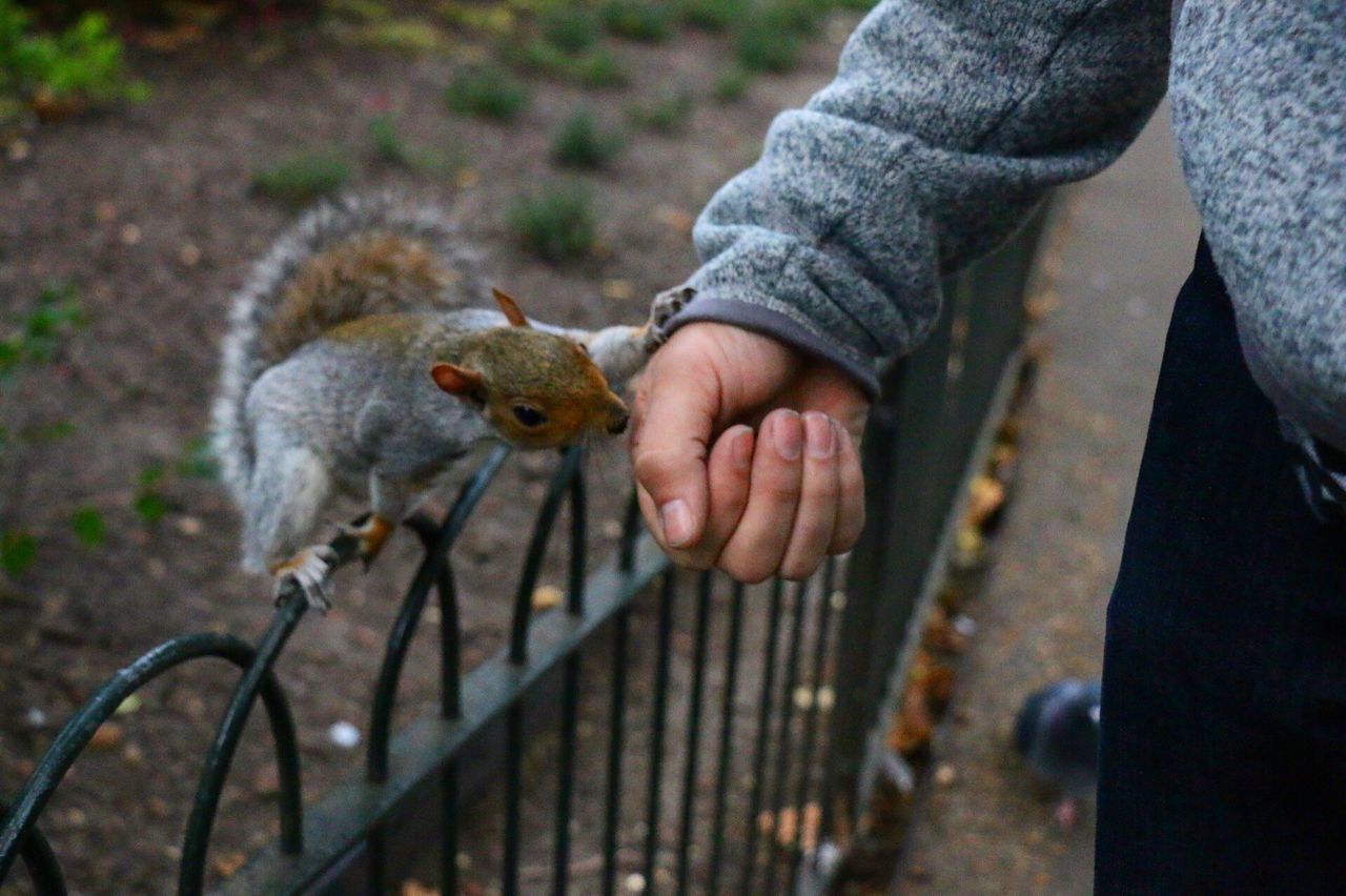 High angle view of squirrel touching hand at park