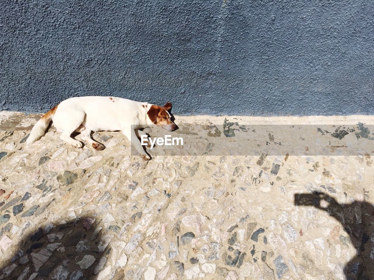 High angle view of dog sleeping on walkway by wall