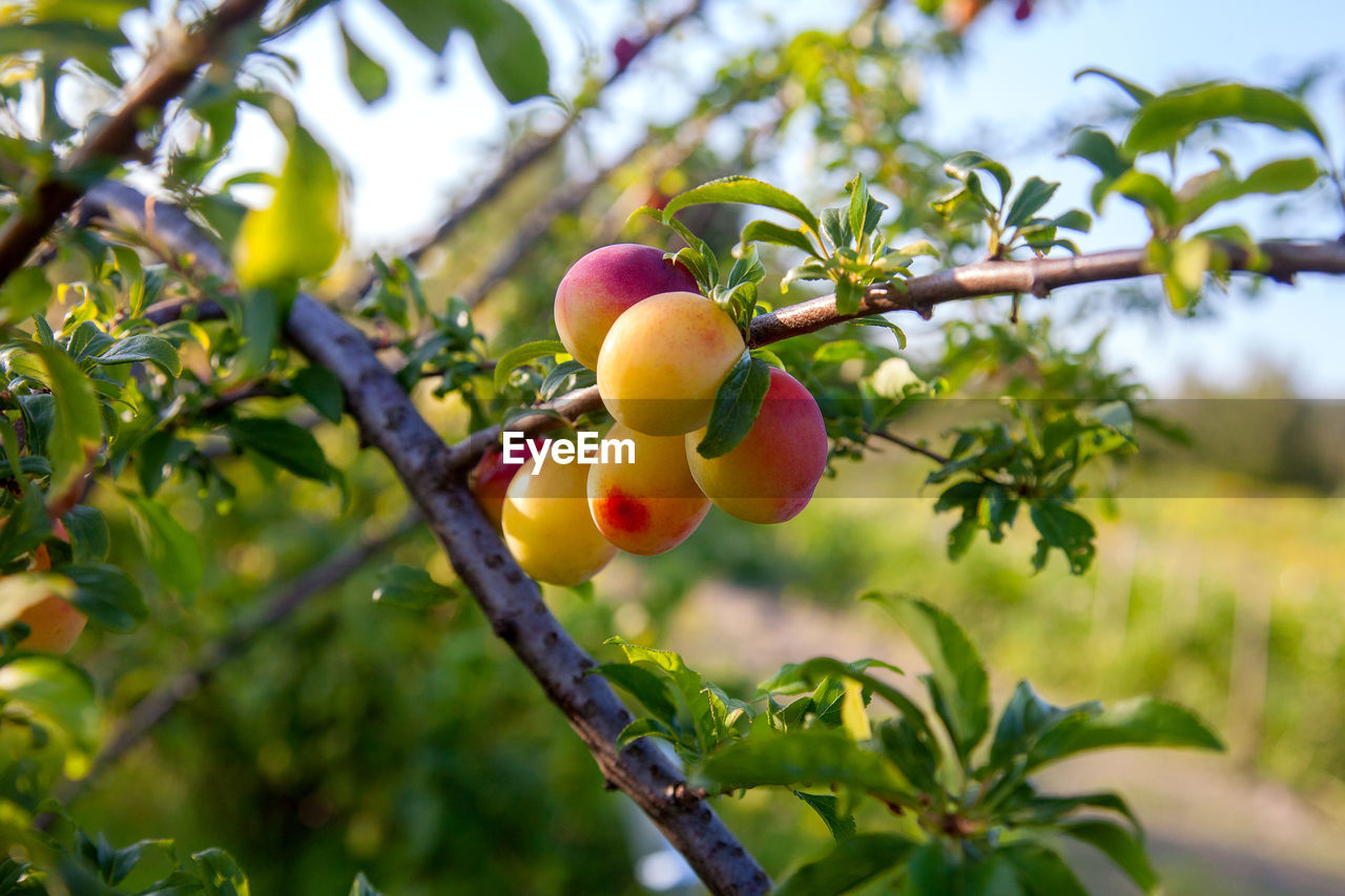 food, food and drink, fruit, healthy eating, plant, tree, branch, growth, leaf, plant part, agriculture, freshness, produce, nature, wellbeing, fruit tree, flower, ripe, no people, shrub, organic, orchard, outdoors, crop, landscape, juicy, rural scene, day, focus on foreground, environment, blossom, close-up, summer, land, hanging, selective focus, harvesting, green, apple tree, sky