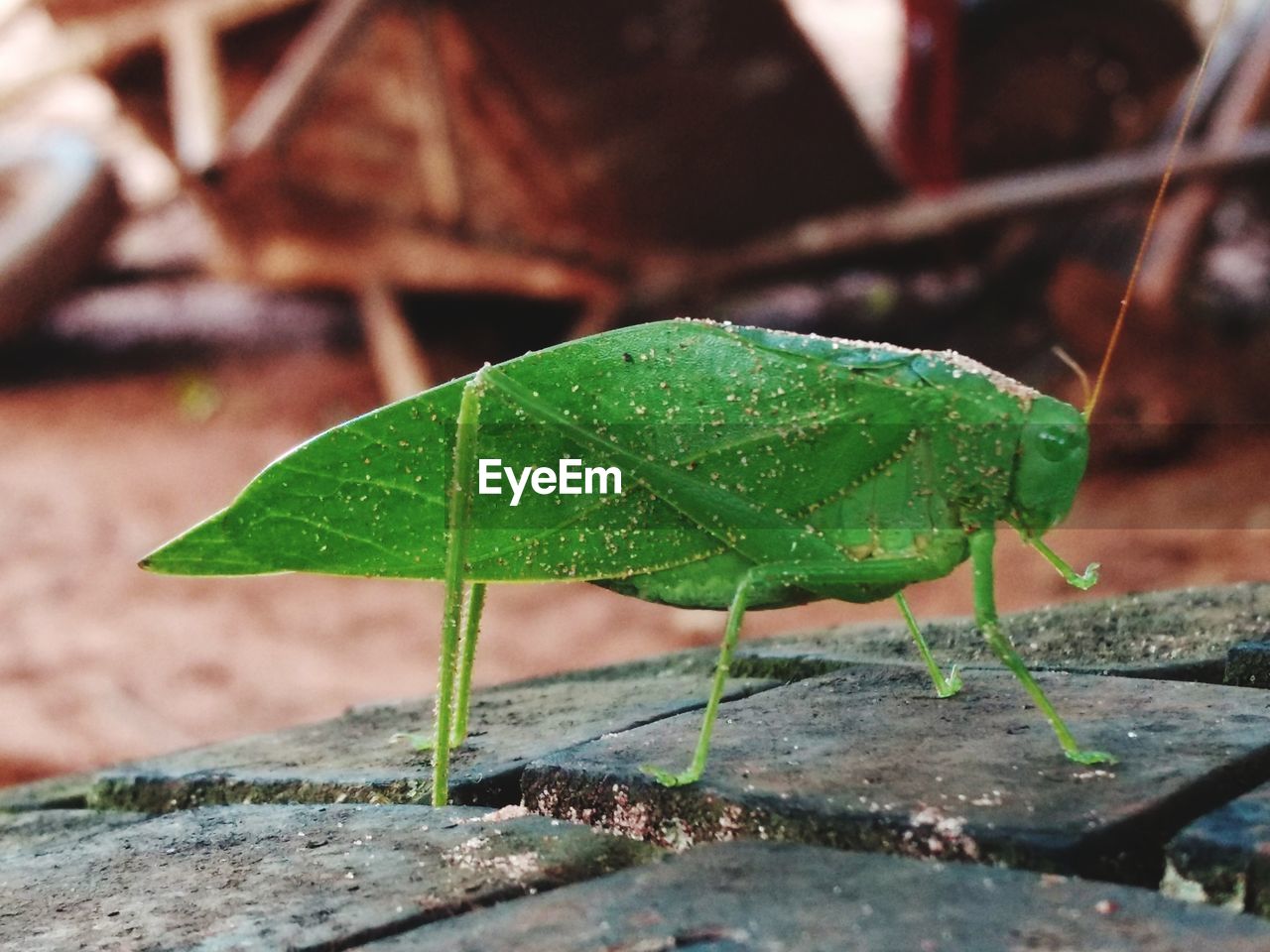 CLOSE-UP OF CATERPILLAR ON LEAF