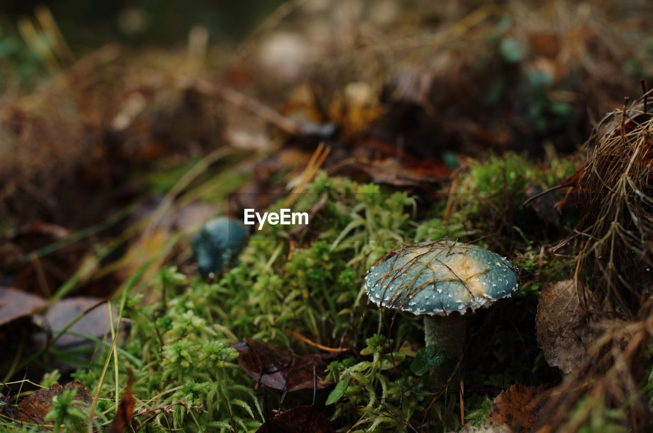 Close-up of mushrooms growing on land