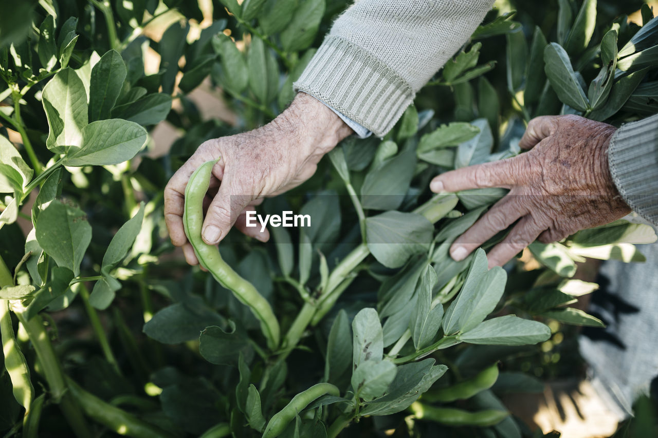 Hands of senior man picking beans in his garden