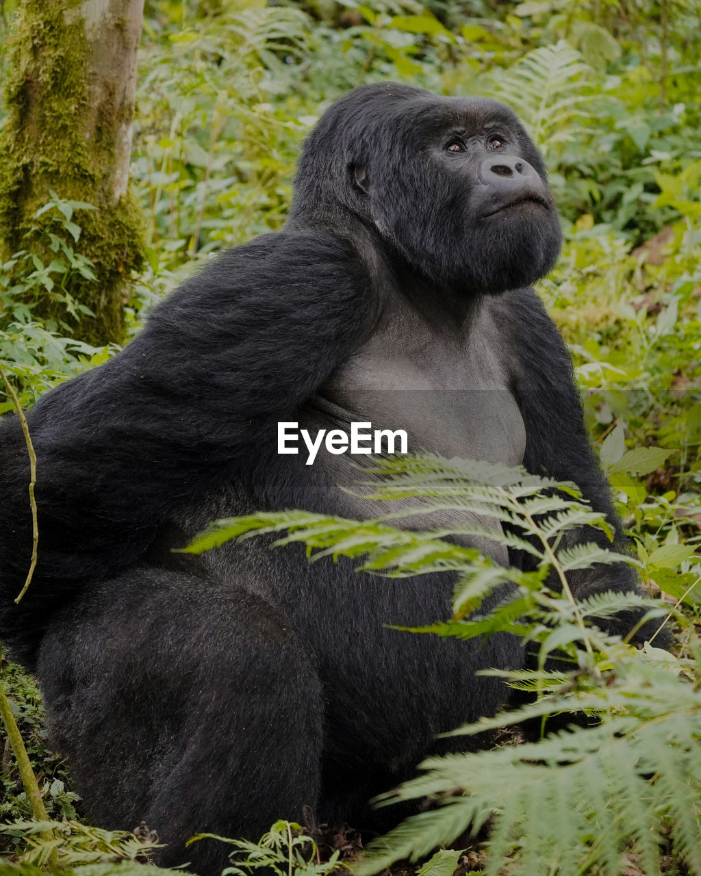 Mountain gorilla