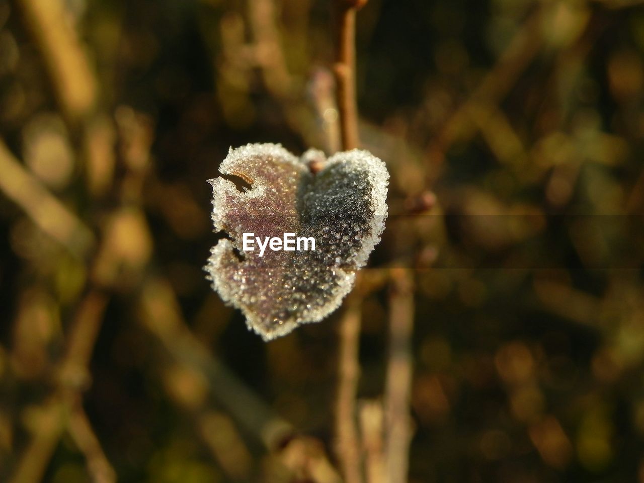 CLOSE-UP OF FROZEN PLANT