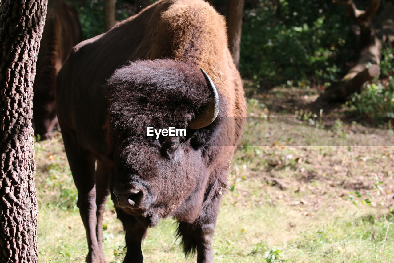 close-up of cow standing on field