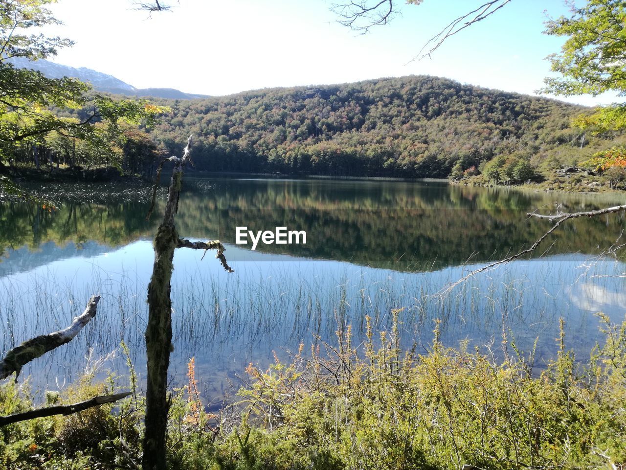 SCENIC VIEW OF LAKE BY TREES IN FOREST