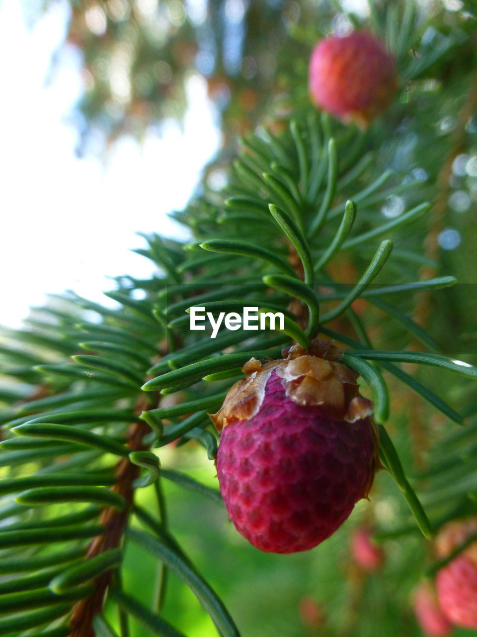 CLOSE-UP OF STRAWBERRY ON BRANCH