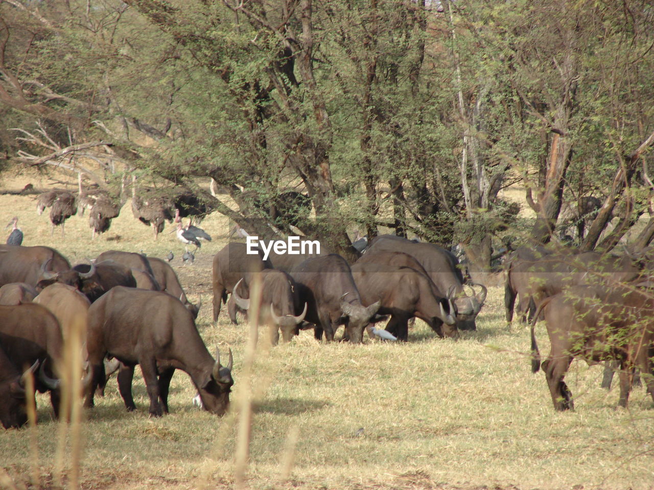 VIEW OF ELEPHANT WALKING IN A FIELD