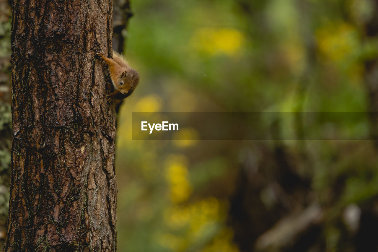 Close-up of squirrel on tree trunk