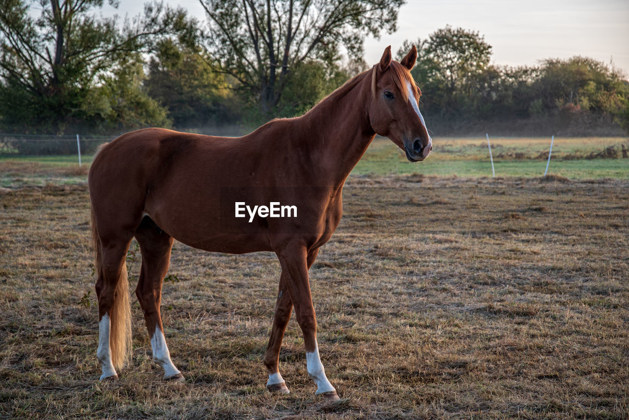 HORSE STANDING ON FIELD AGAINST THE SKY