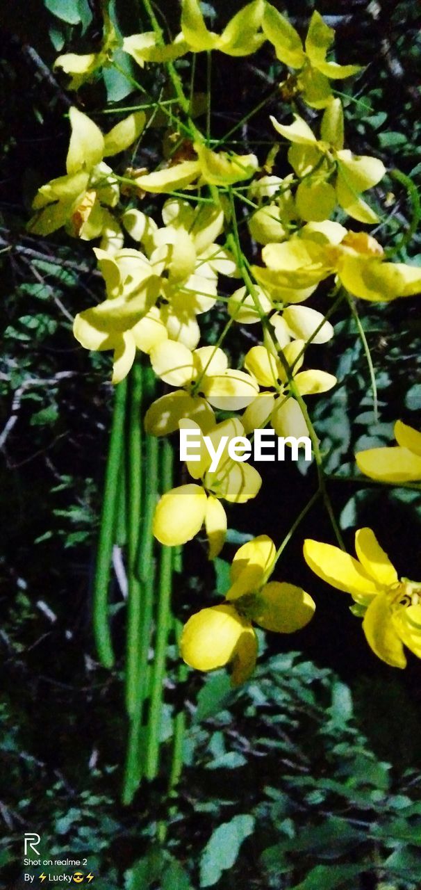 CLOSE-UP OF YELLOW FLOWERING PLANT IN BLOOM