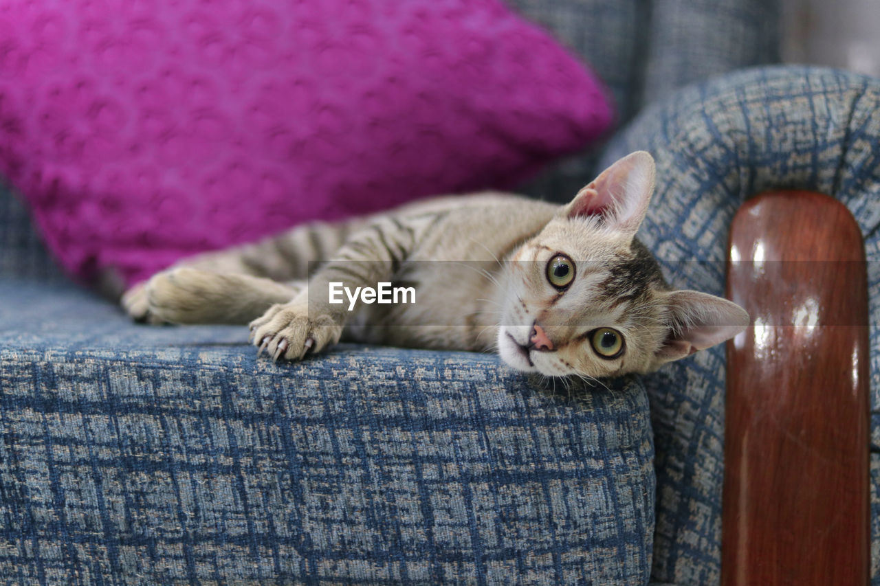 PORTRAIT OF A CAT LYING DOWN ON WOOD