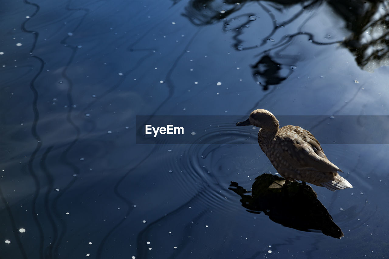 animal themes, animal, animal wildlife, wildlife, bird, water, one animal, reflection, nature, no people, lake, duck, outdoors, wing, swimming