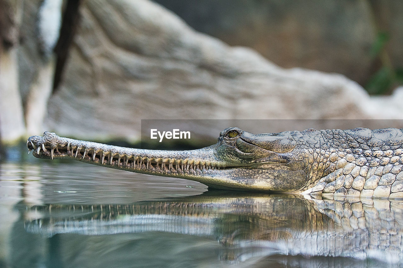 Close-up of crocodile swimming in water