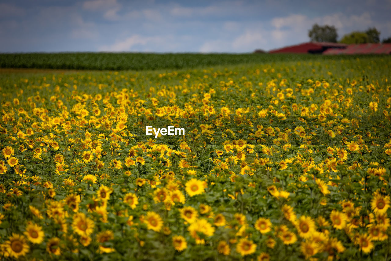 FIELD OF FRESH YELLOW FLOWERS