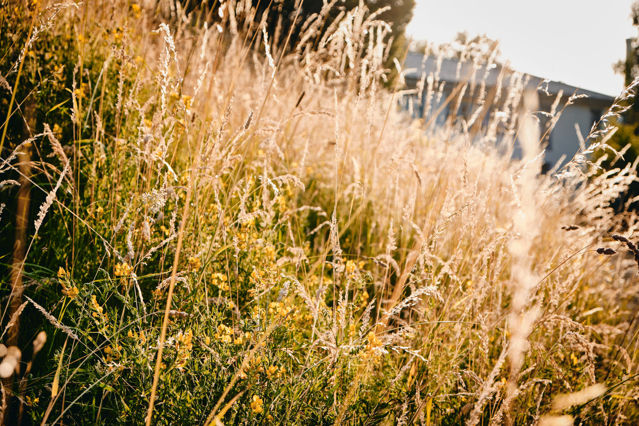 Close-up of plants growing on field against sky