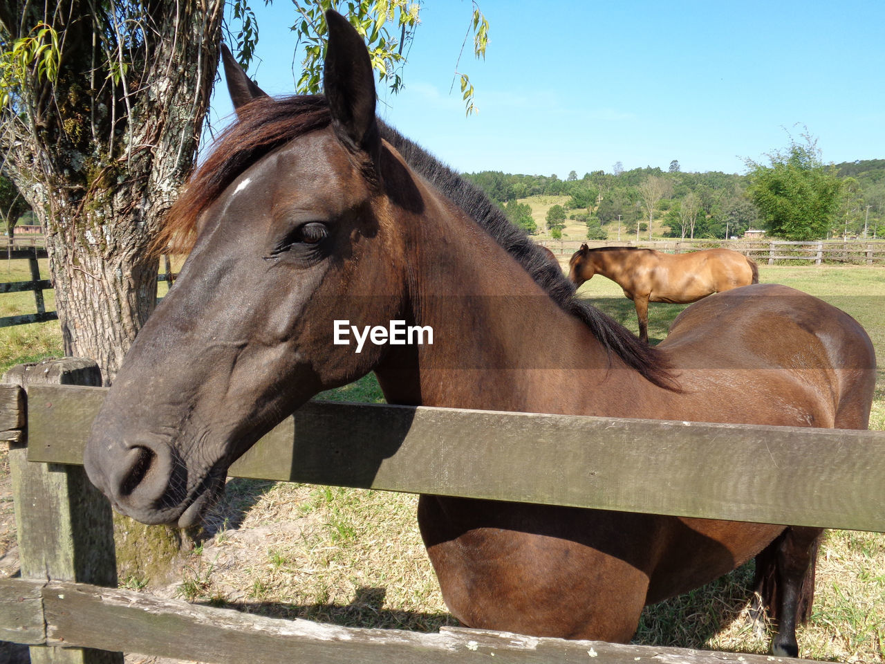 Horse in ranch