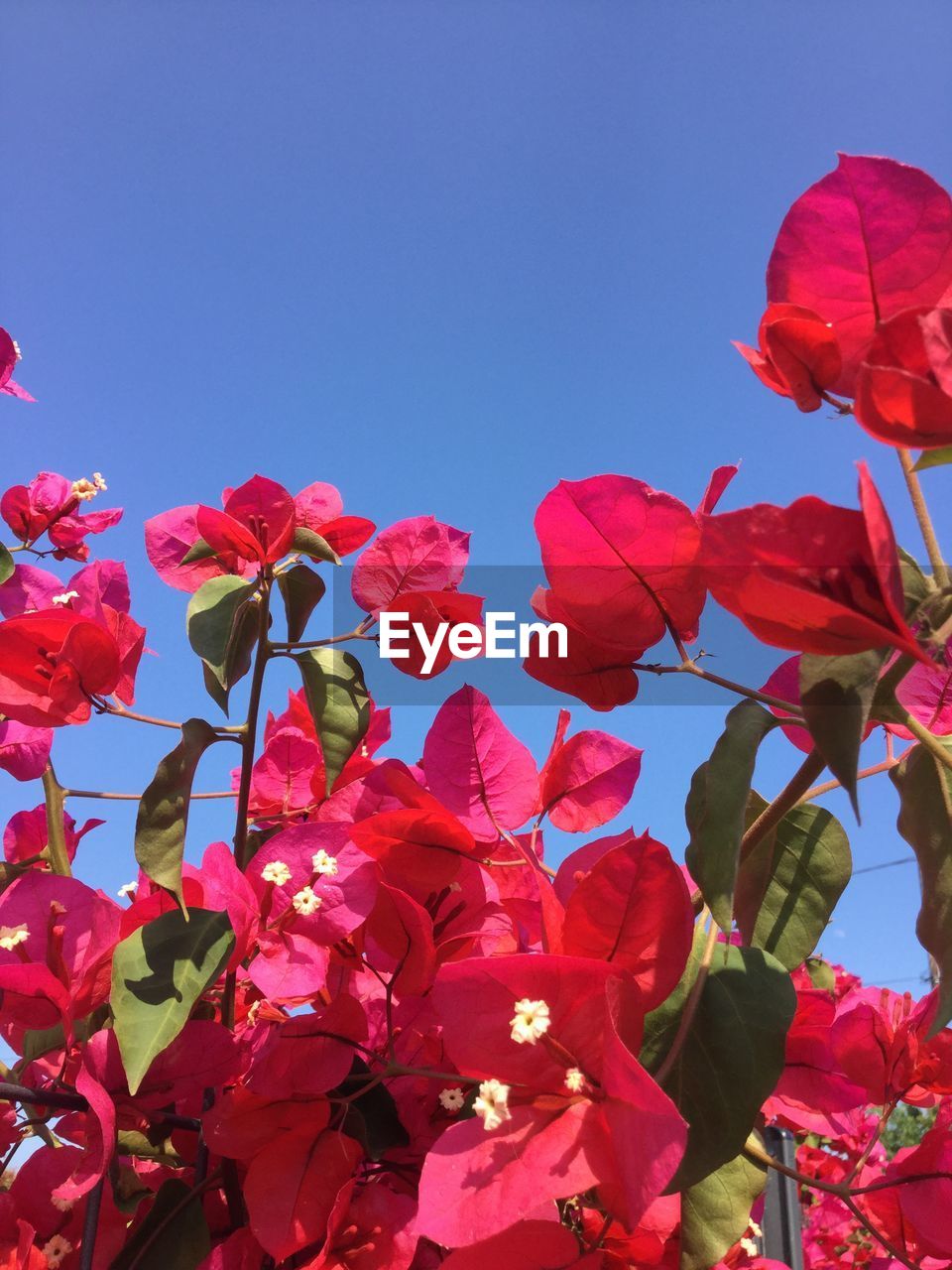 LOW ANGLE VIEW OF PINK BOUGAINVILLEA FLOWERS AGAINST SKY