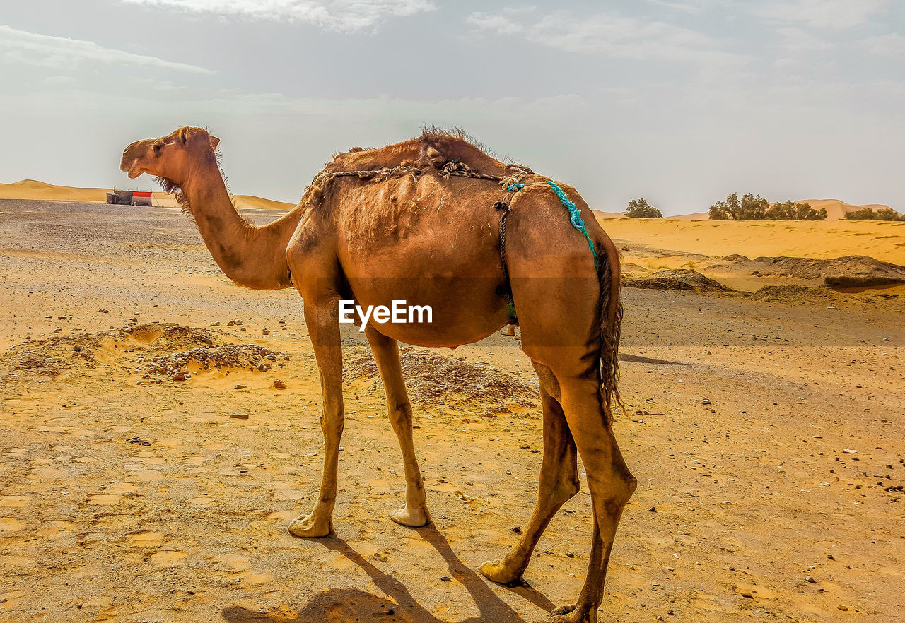 VIEW OF A HORSE IN A DESERT