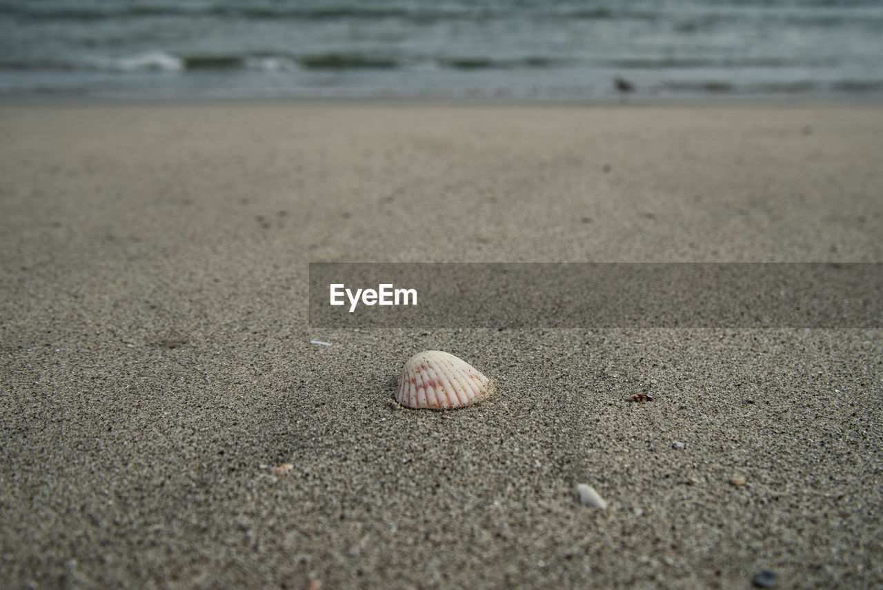 SURFACE LEVEL OF SEASHELL ON BEACH