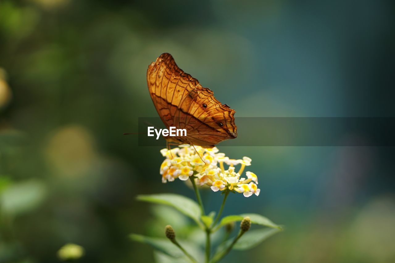 BUTTERFLY POLLINATING FLOWER