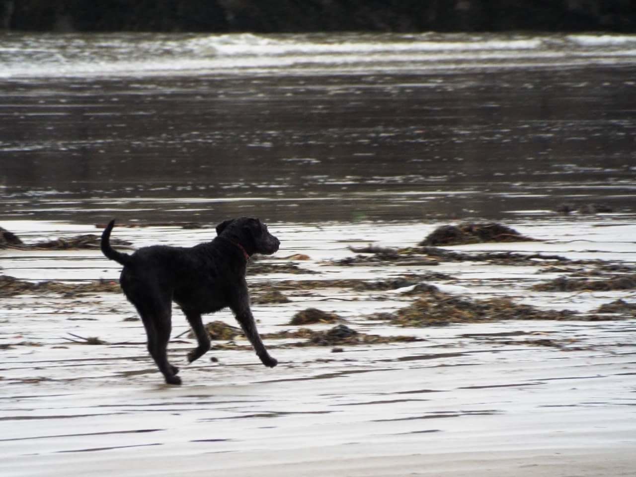 DOG RUNNING ON SHORE AT BEACH