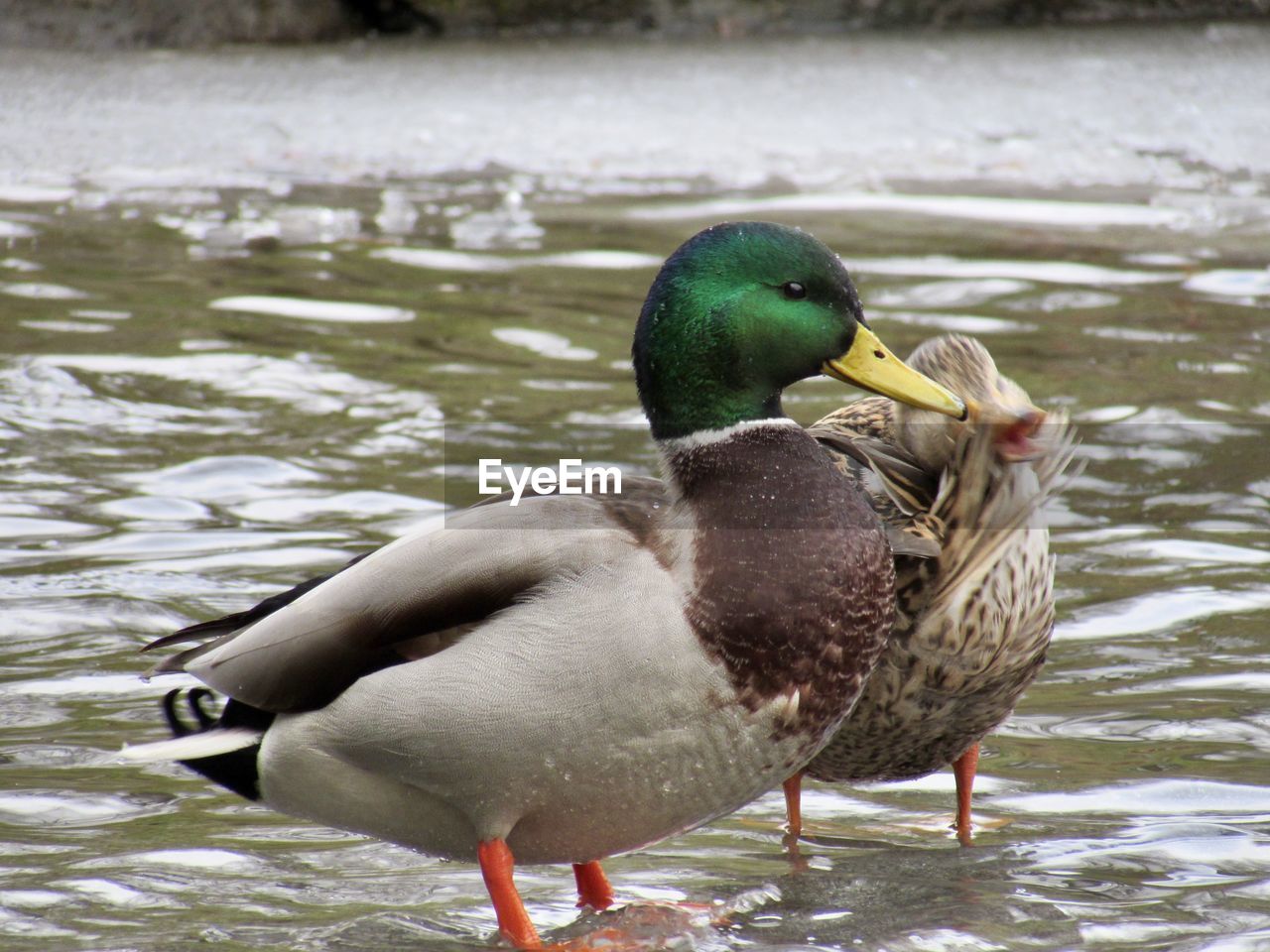 CLOSE-UP OF MALLARD DUCK ON LAKE