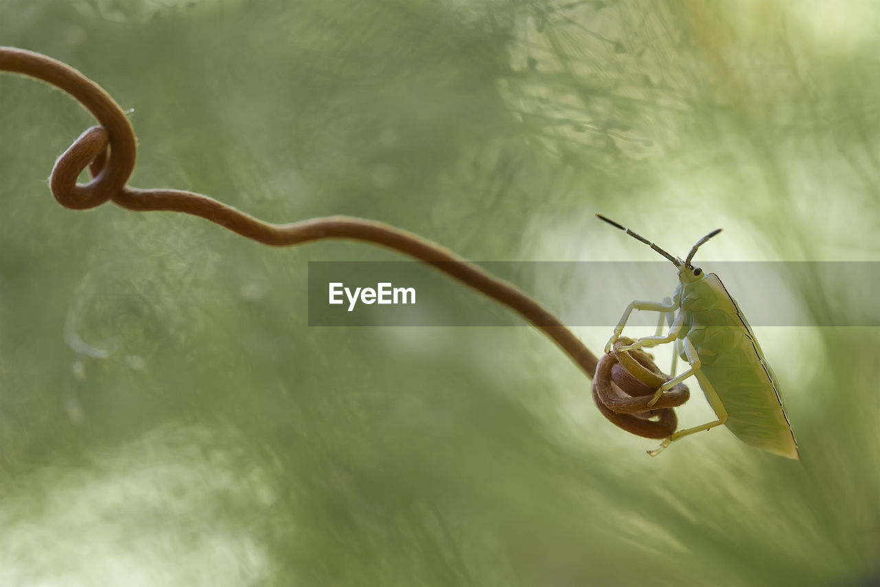 Shield bug on unique tendril