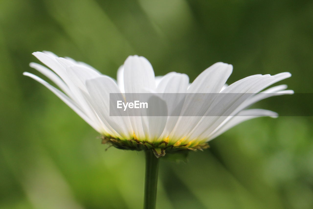 CLOSE-UP OF WHITE FLOWER AGAINST BLURRED BACKGROUND