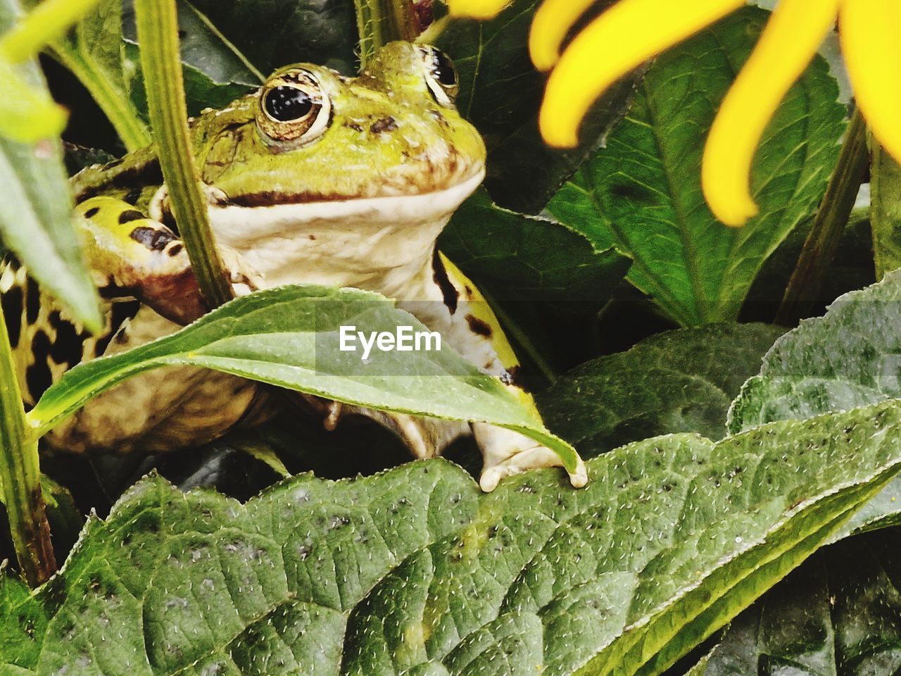 frog, animal, animal themes, plant part, animal wildlife, leaf, green, wildlife, plant, nature, true frog, one animal, amphibian, growth, no people, close-up, flower, reptile, day, tree frog, beauty in nature, outdoors, water