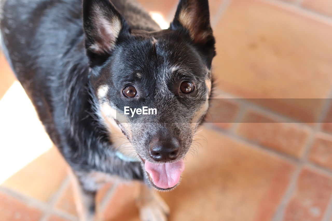 pet, one animal, animal themes, animal, dog, domestic animals, mammal, canine, portrait, looking at camera, animal body part, puppy, german shepherd, focus on foreground, facial expression, no people, close-up, sticking out tongue, australian cattle dog, black, day, animal tongue, animal head, cute