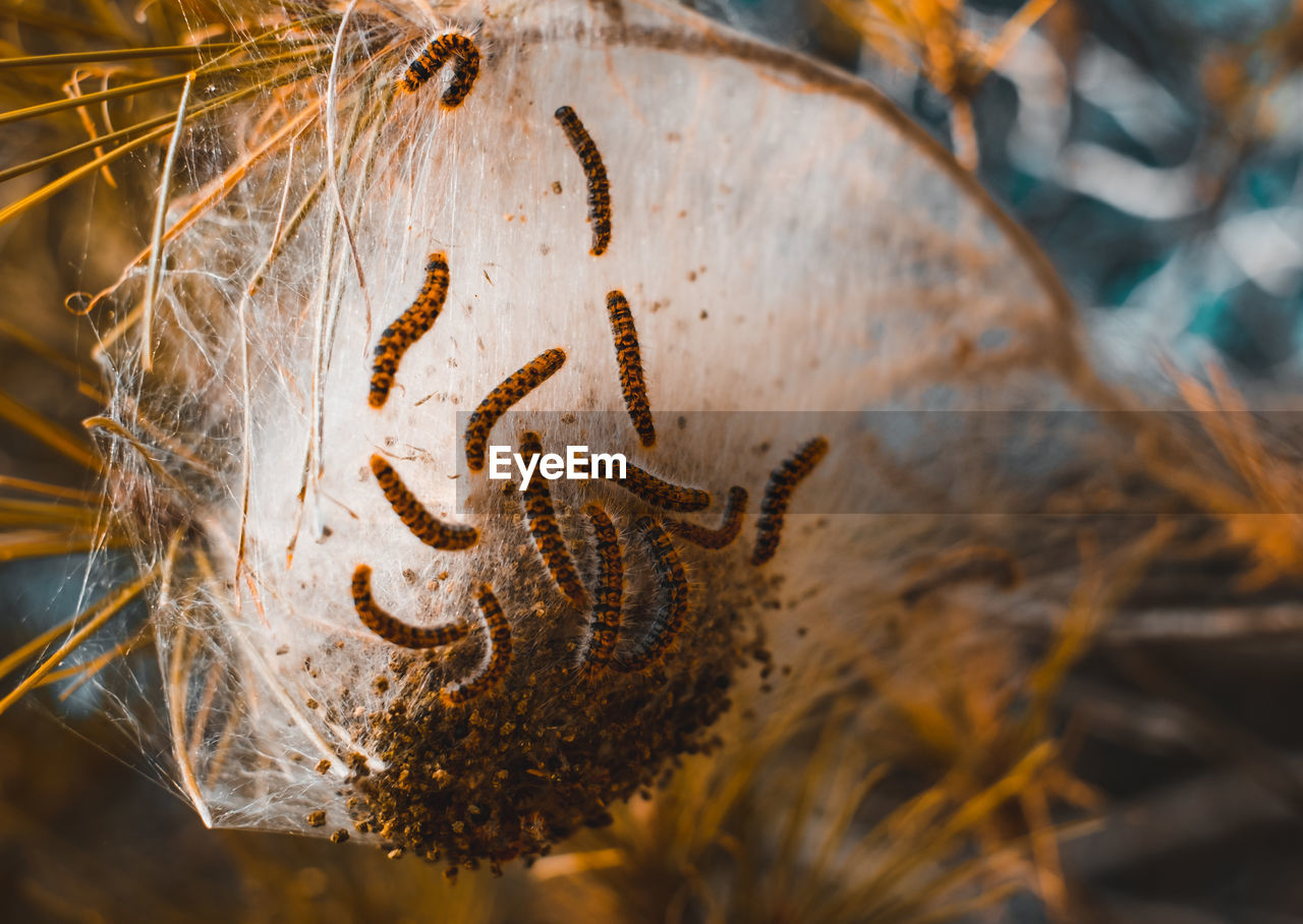 Caterpillars and larvae on the needles of a fir tree