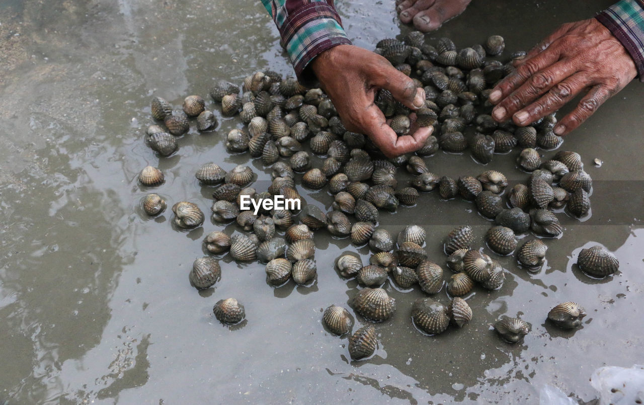 Close-up of man holding cockles at beach