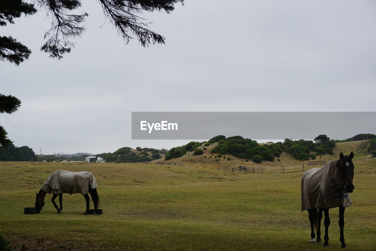 HORSES GRAZING IN THE FIELD