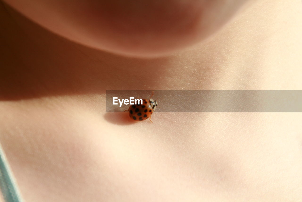 Midsection of person with ladybug on body
